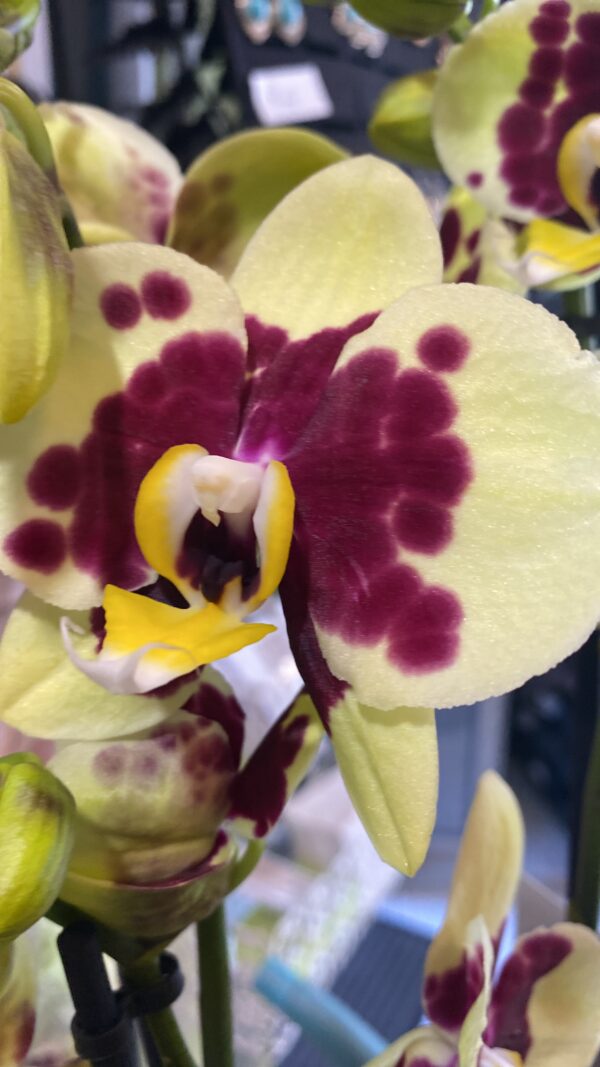 Orquídea Phalaenopsis