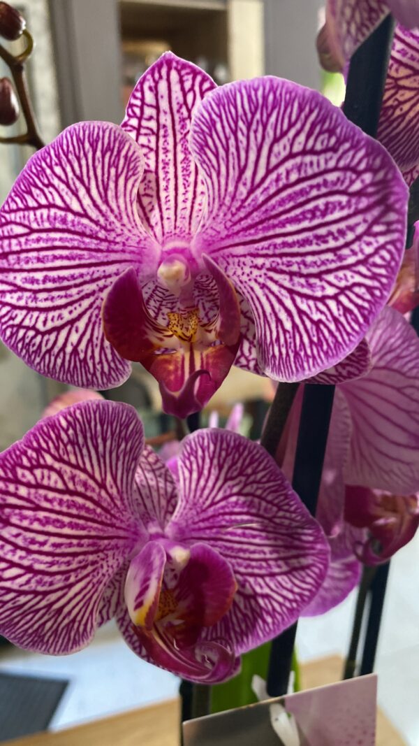 Orquídea Phalaenopsis