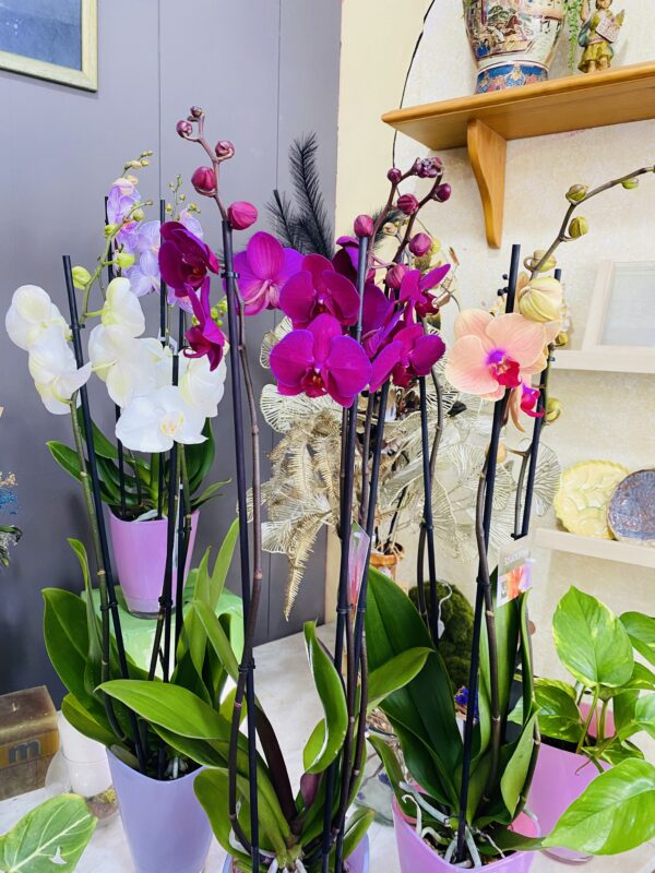 Orquídea Phalaenopsis