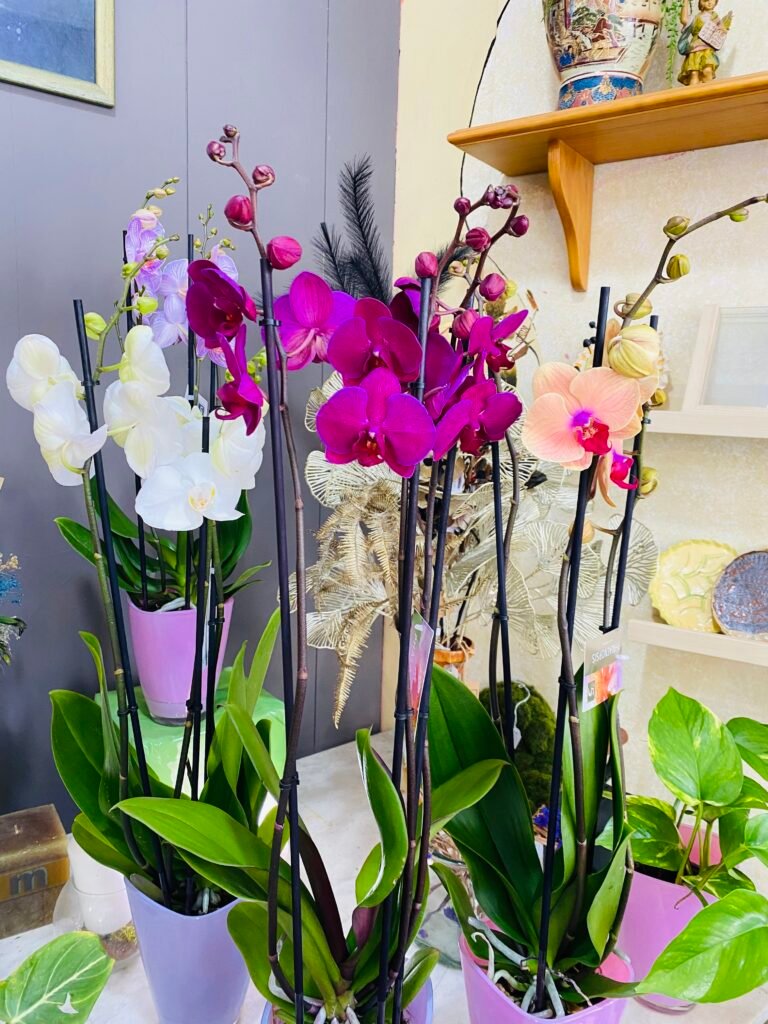 Orquídea Phalaenopsis