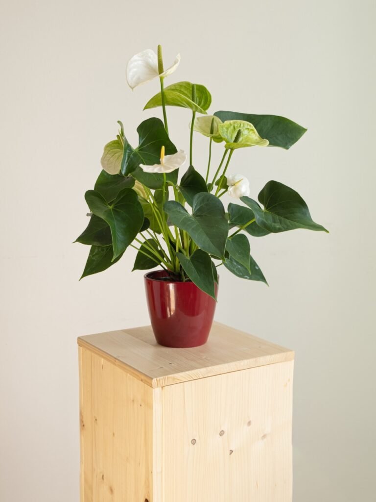 Anthurium Blanco