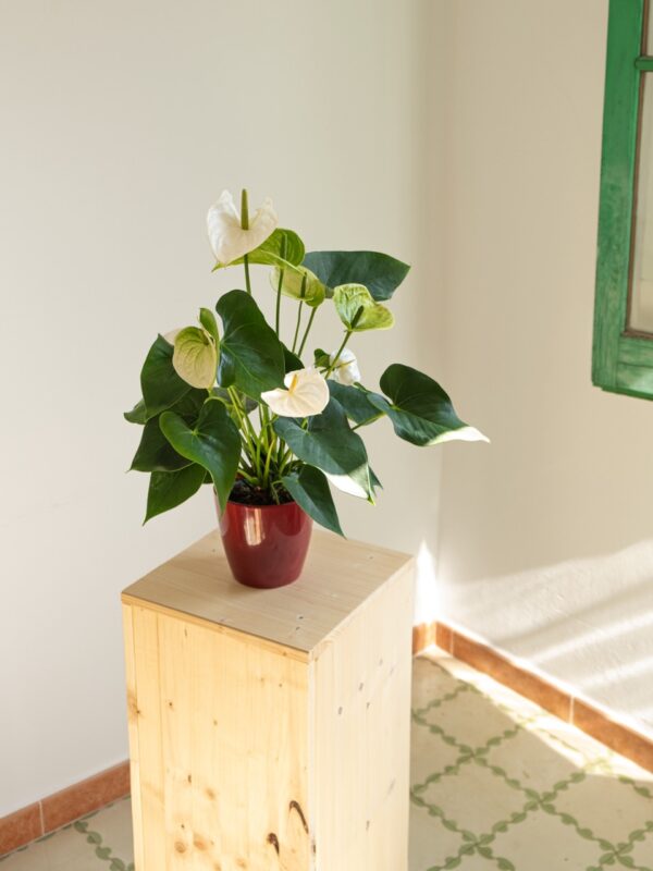 Anthurium Blanco