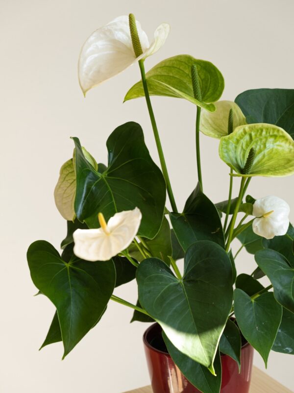 Anthurium Blanco