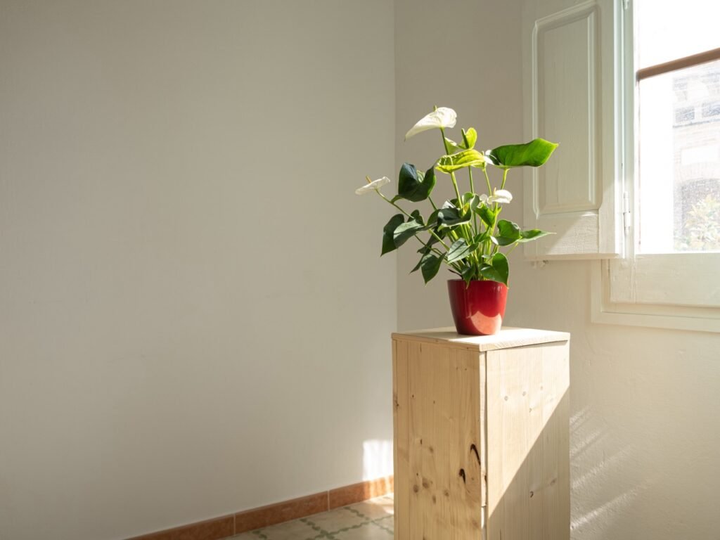 Anthurium Blanco