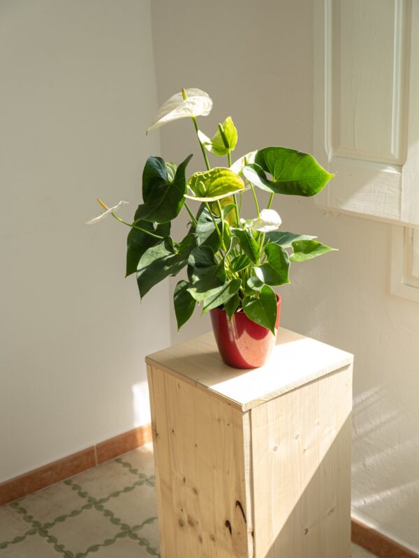 Anthurium Blanco