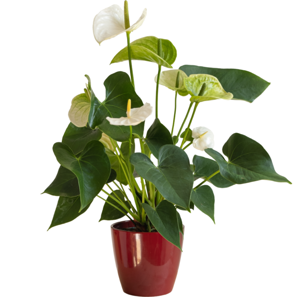 Anthurium Blanco