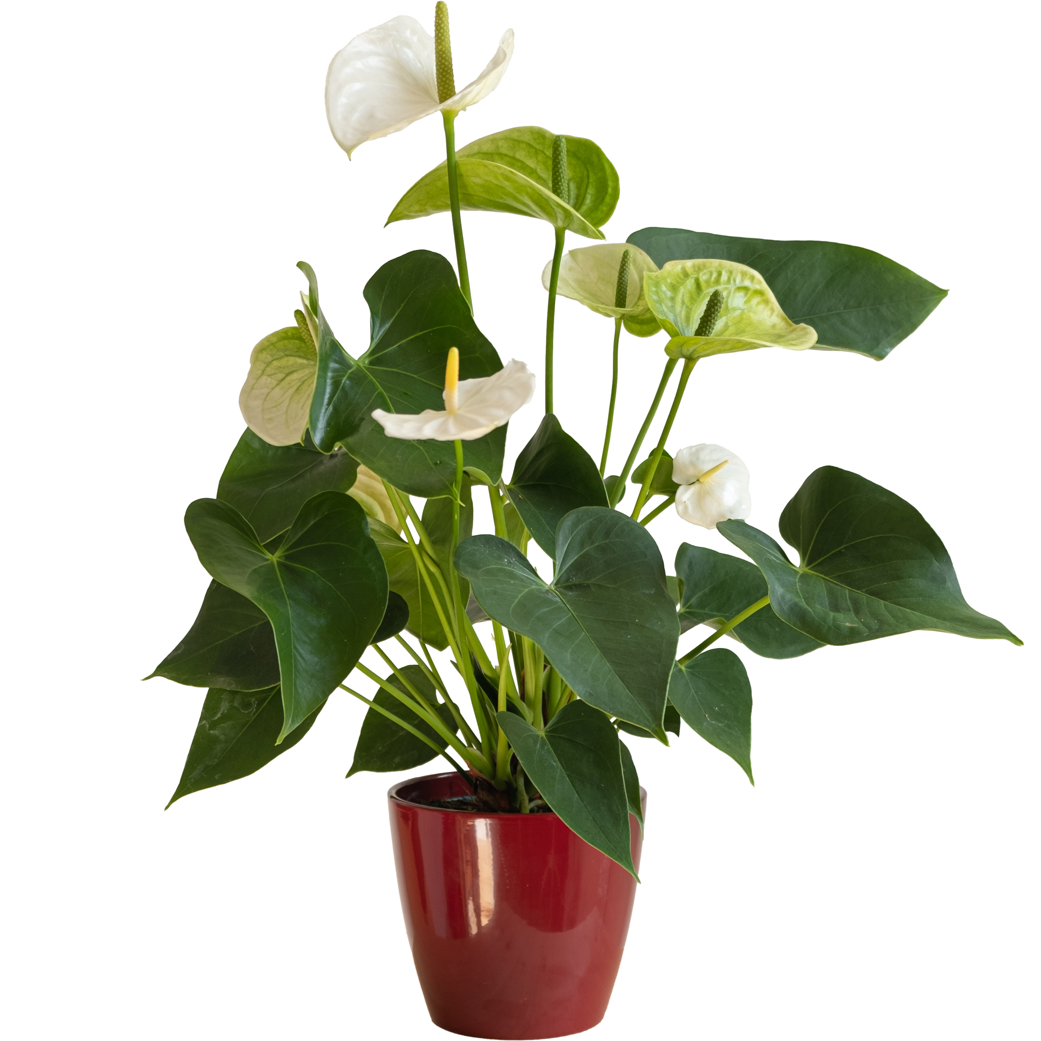 Anthurium Blanco: imagen 1