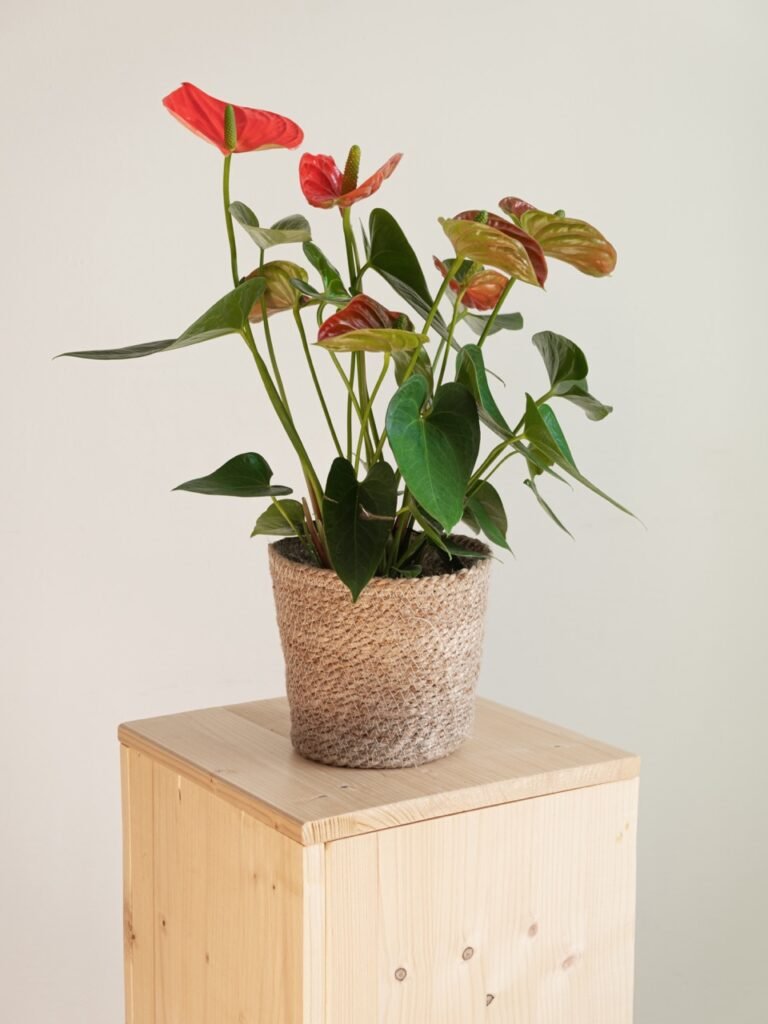 Anthurium Rojo