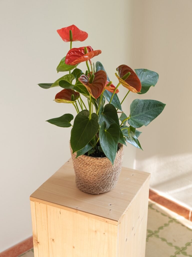 Anthurium Rojo