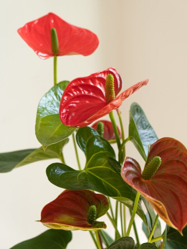 Anthurium Rojo
