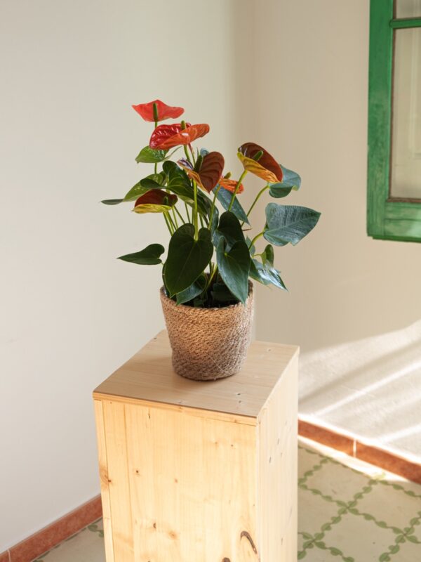 Anthurium Rojo