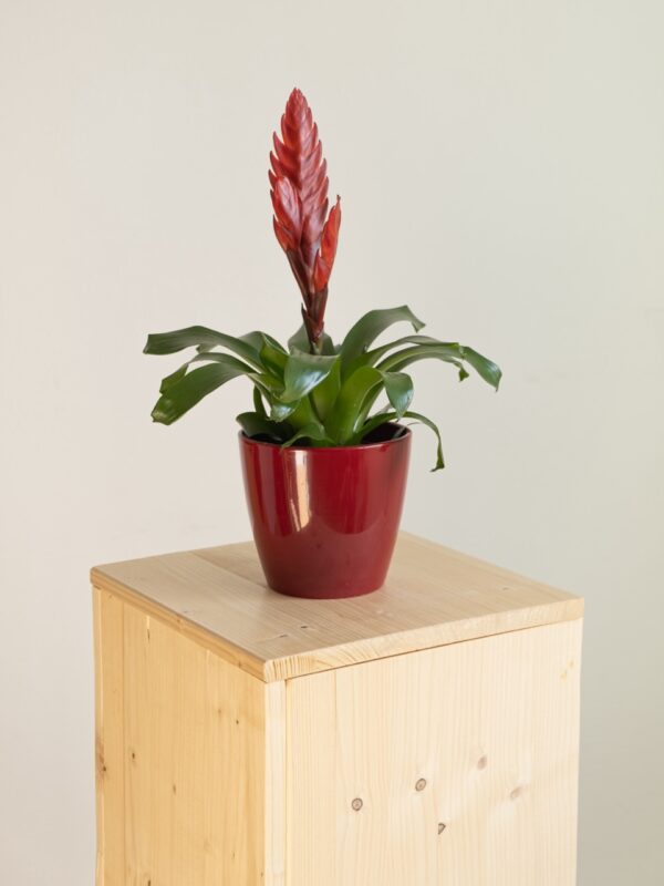 Bromelia