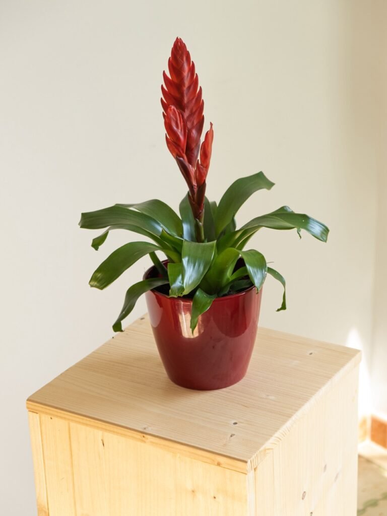 Bromelia