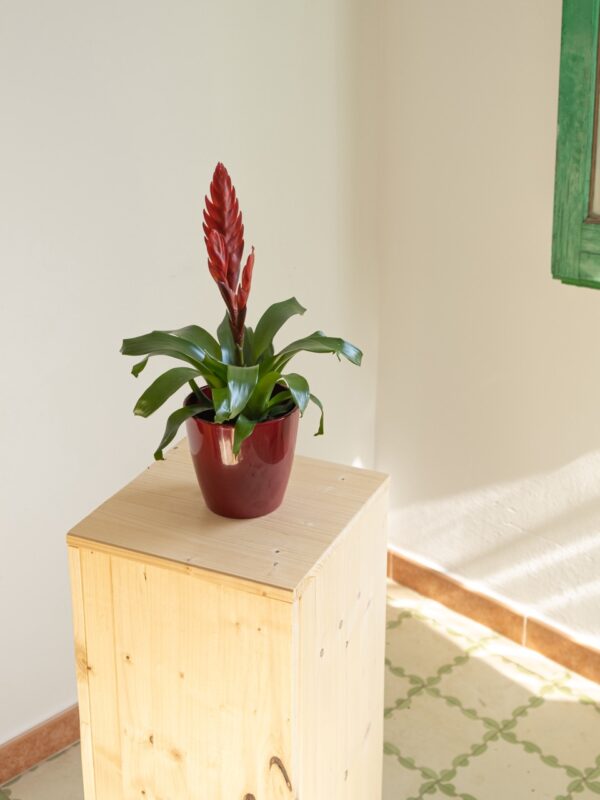 Bromelia