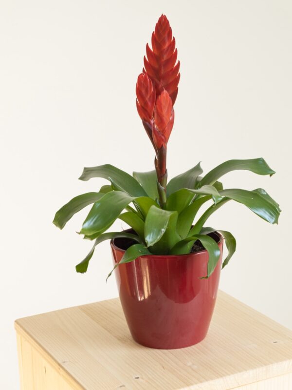 Bromelia