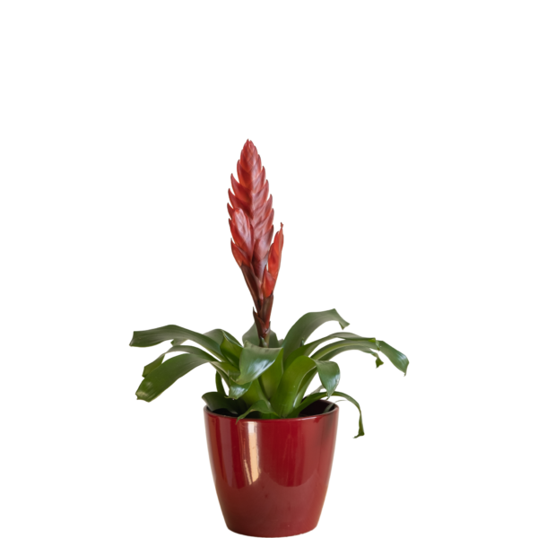 Bromelia