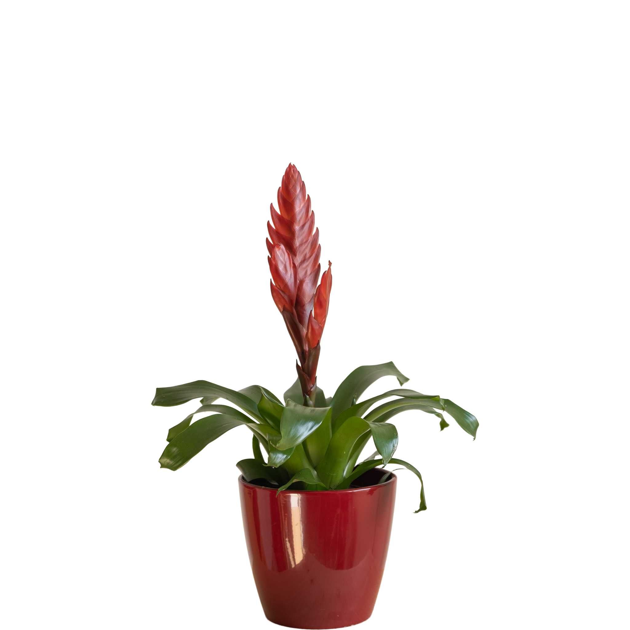 Bromelia: imagen 1