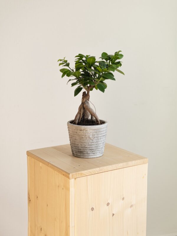 Ginseng Ficus