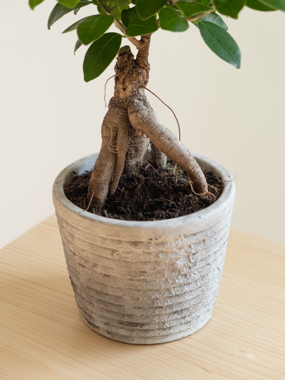 Ginseng Ficus: imagen 4