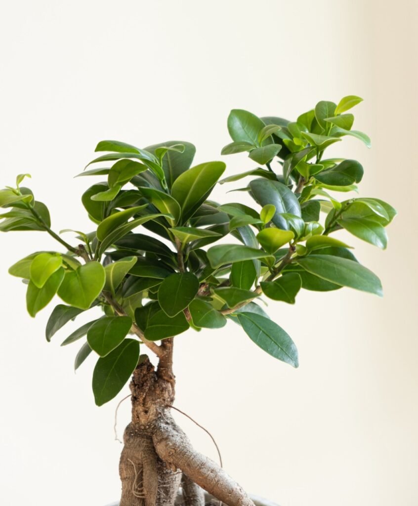 Ginseng Ficus