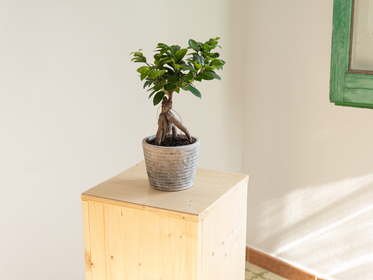 Ginseng Ficus: imagen 2