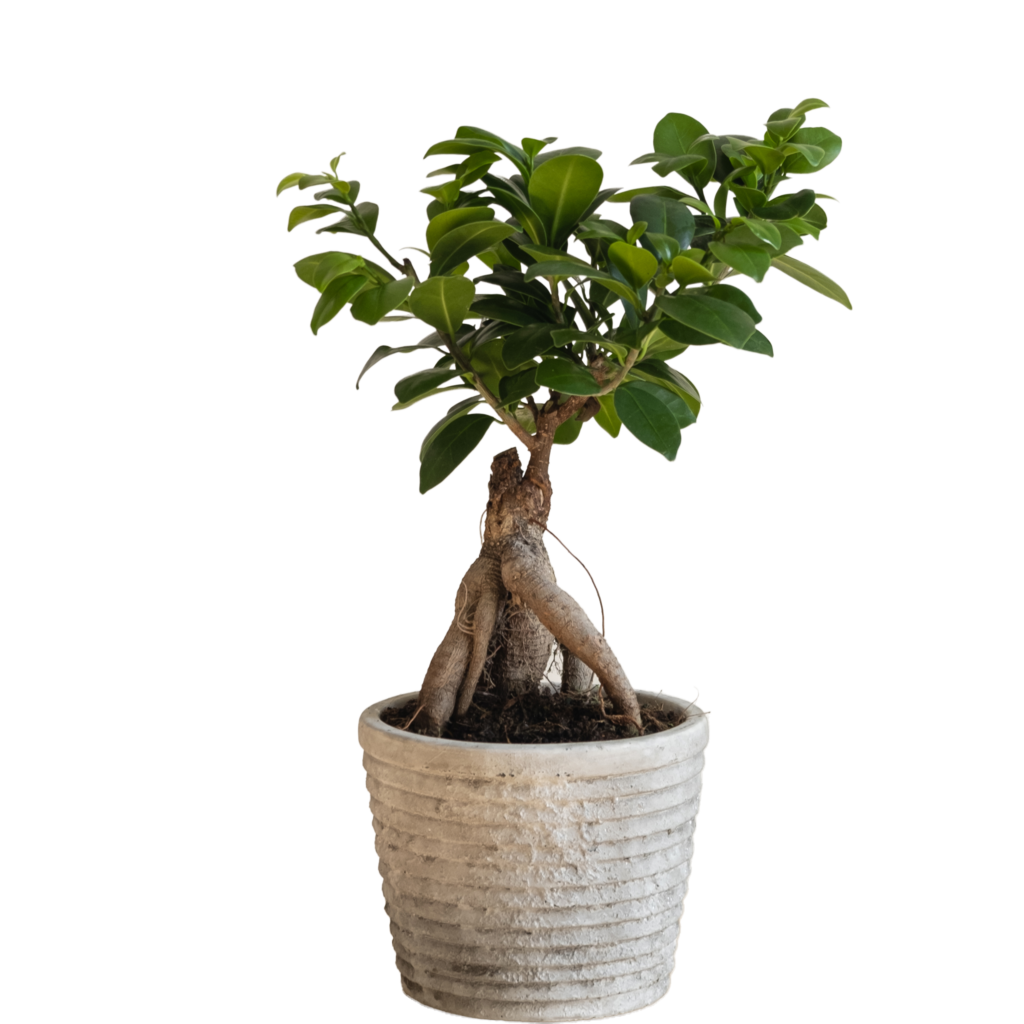 Ginseng Ficus