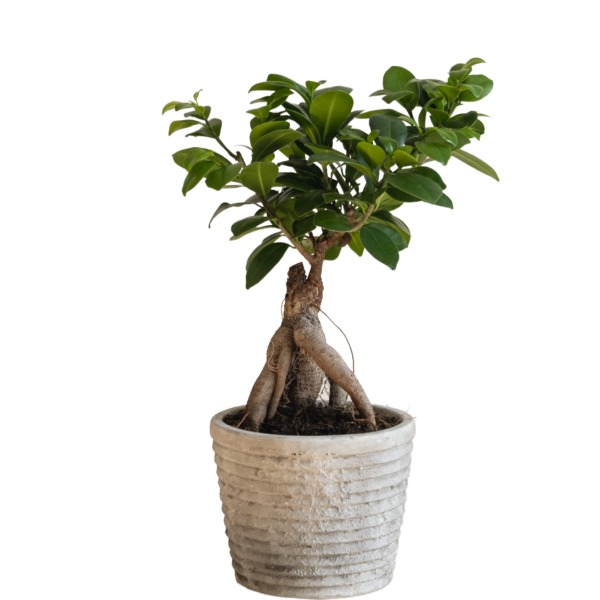 Ginseng Ficus