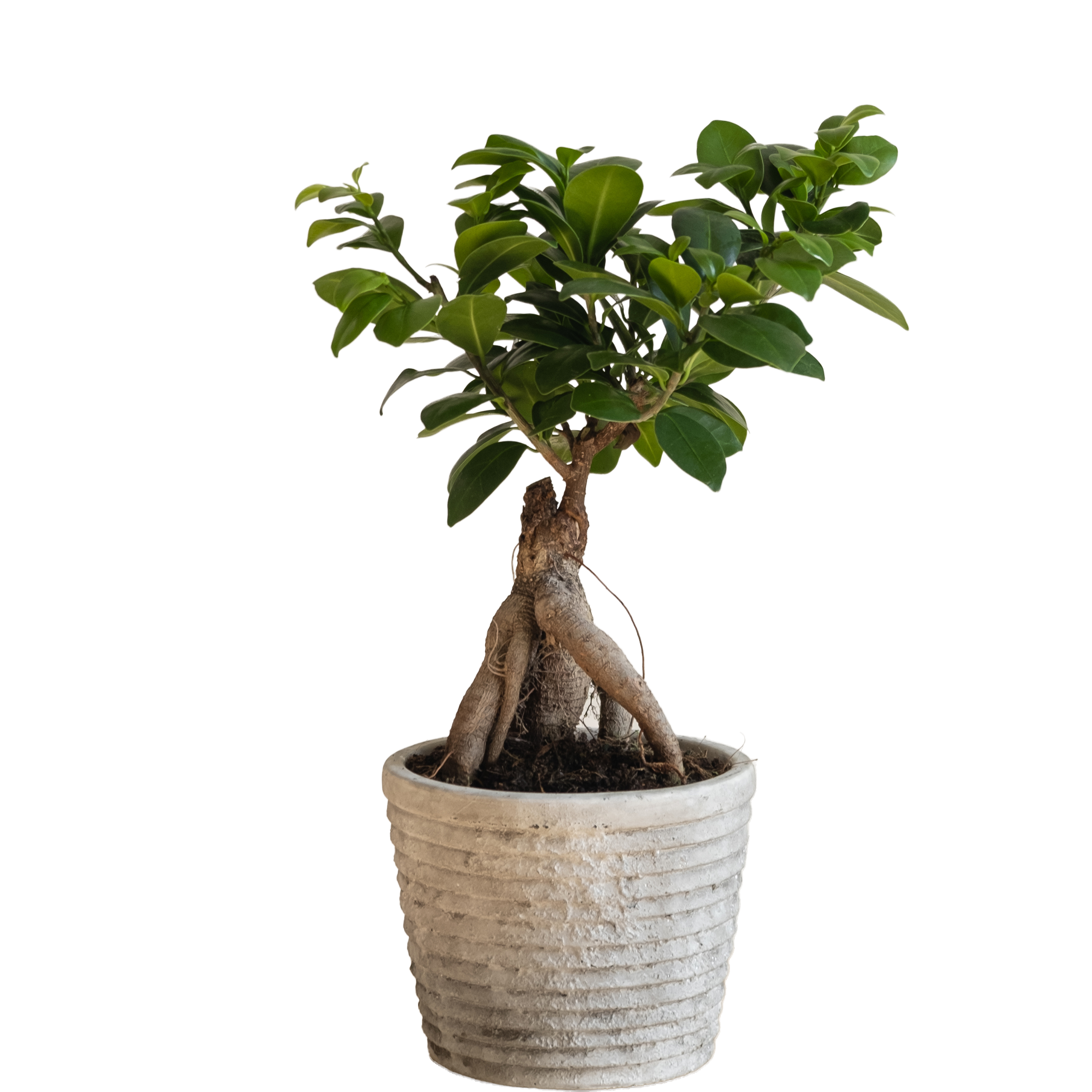 Ginseng Ficus: imagen 1