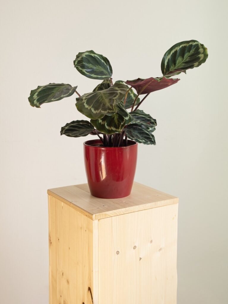 Maranta Calathea