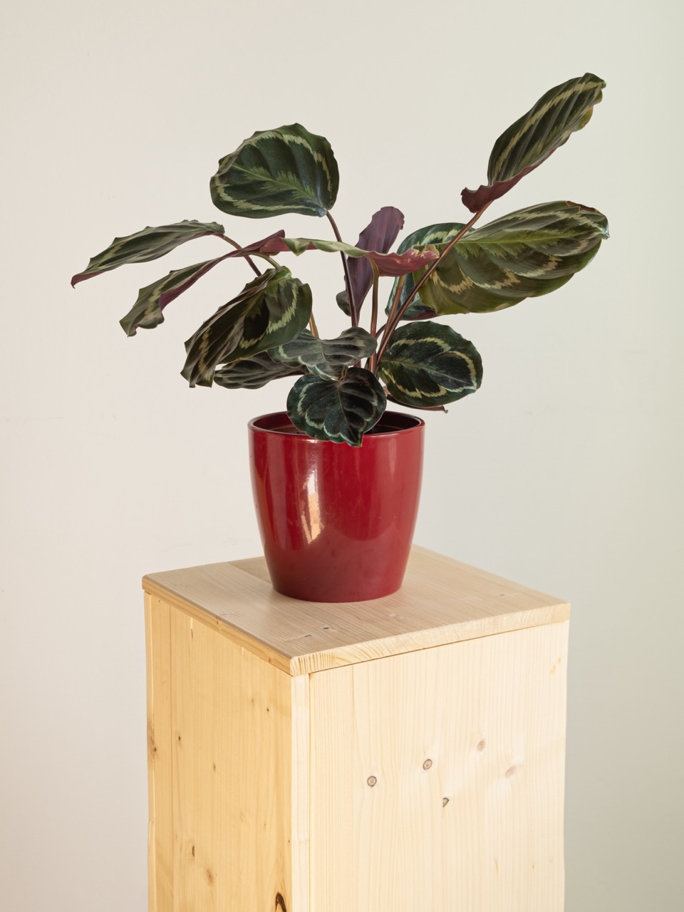 Maranta Calathea: imagen 5
