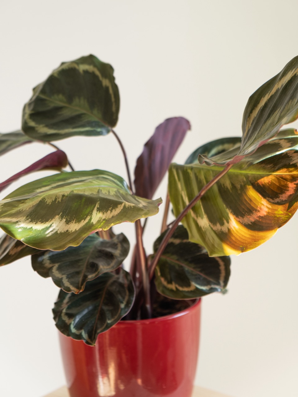 Maranta Calathea: imagen 3