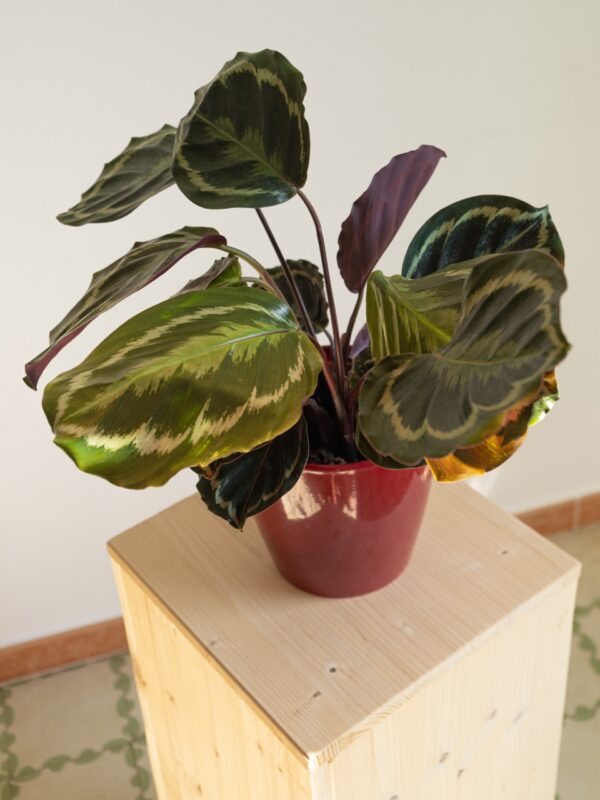 Maranta Calathea