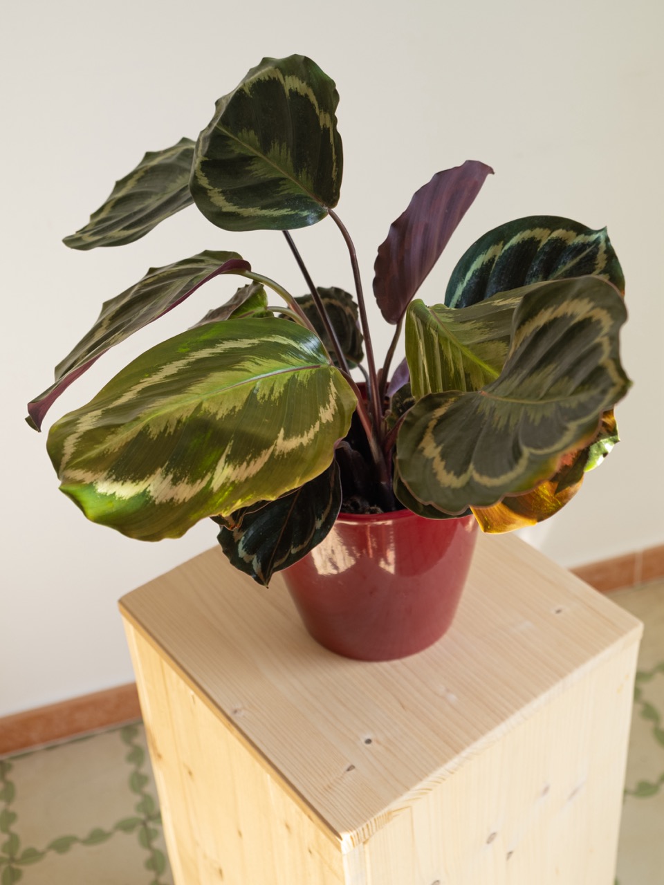 Maranta Calathea: imagen 2