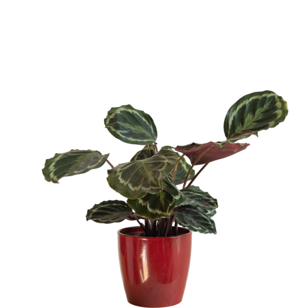 Maranta Calathea