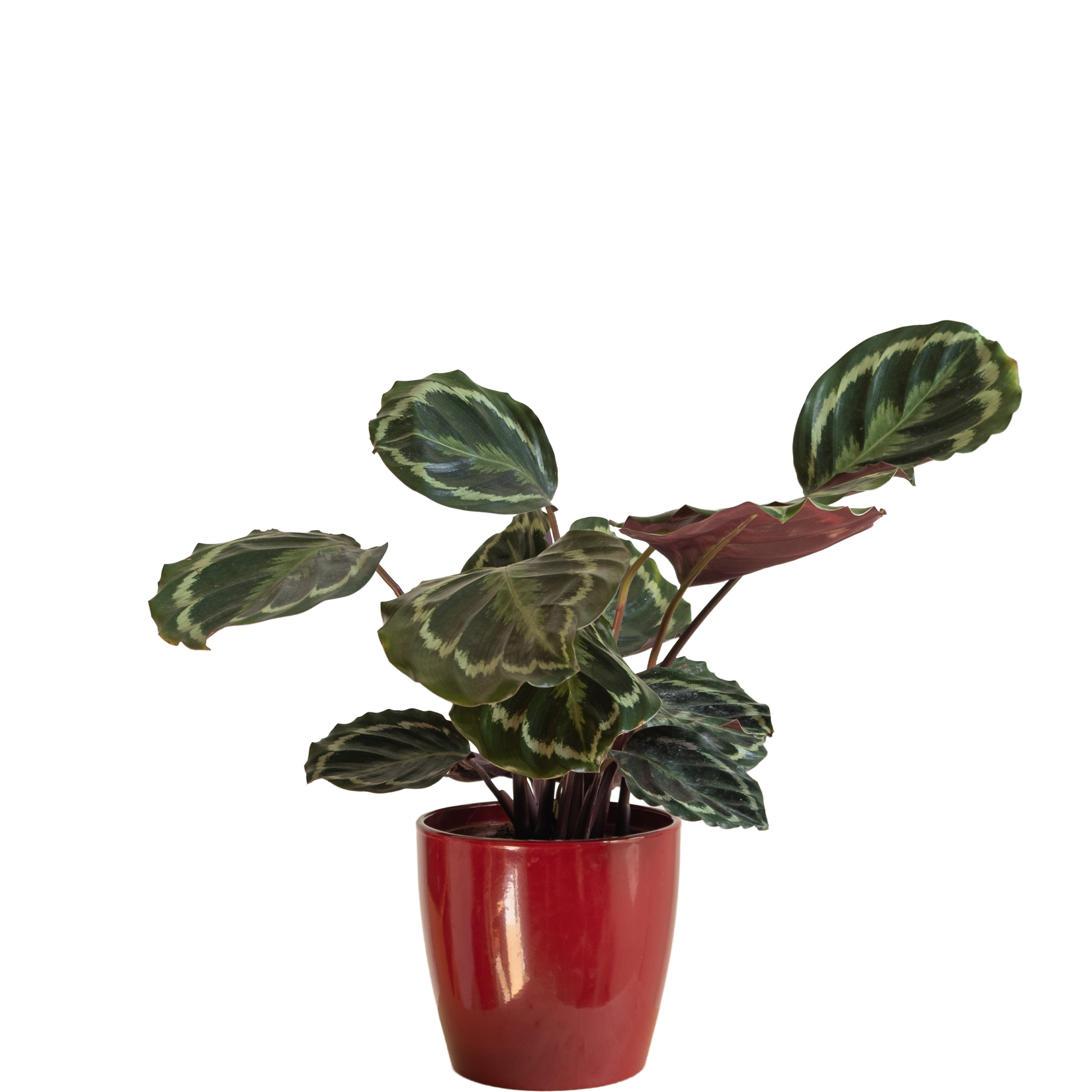 Maranta Calathea: imagen 1