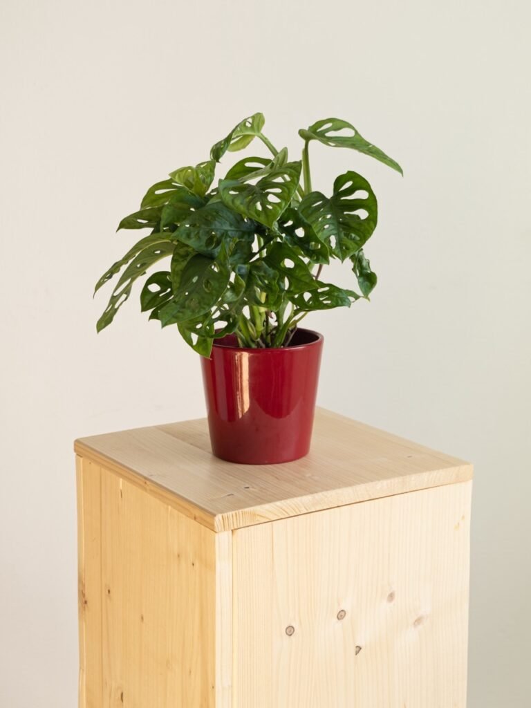 Monstera Adansonii