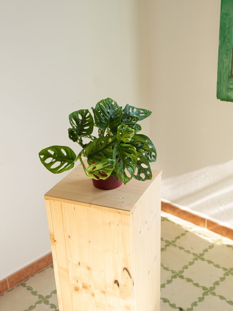 Monstera Adansonii