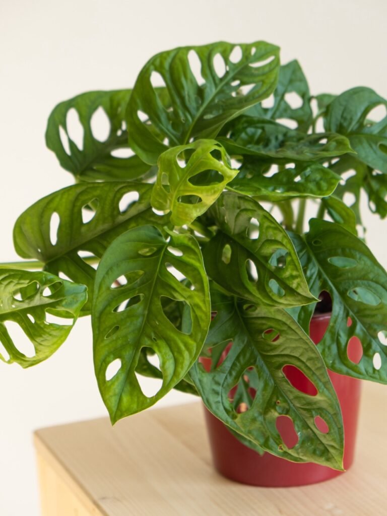 Monstera Adansonii