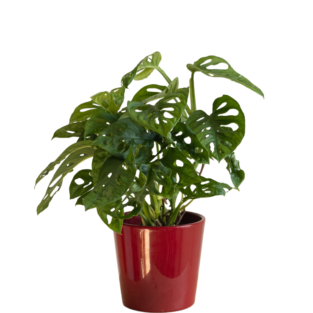 Monstera Adansonii