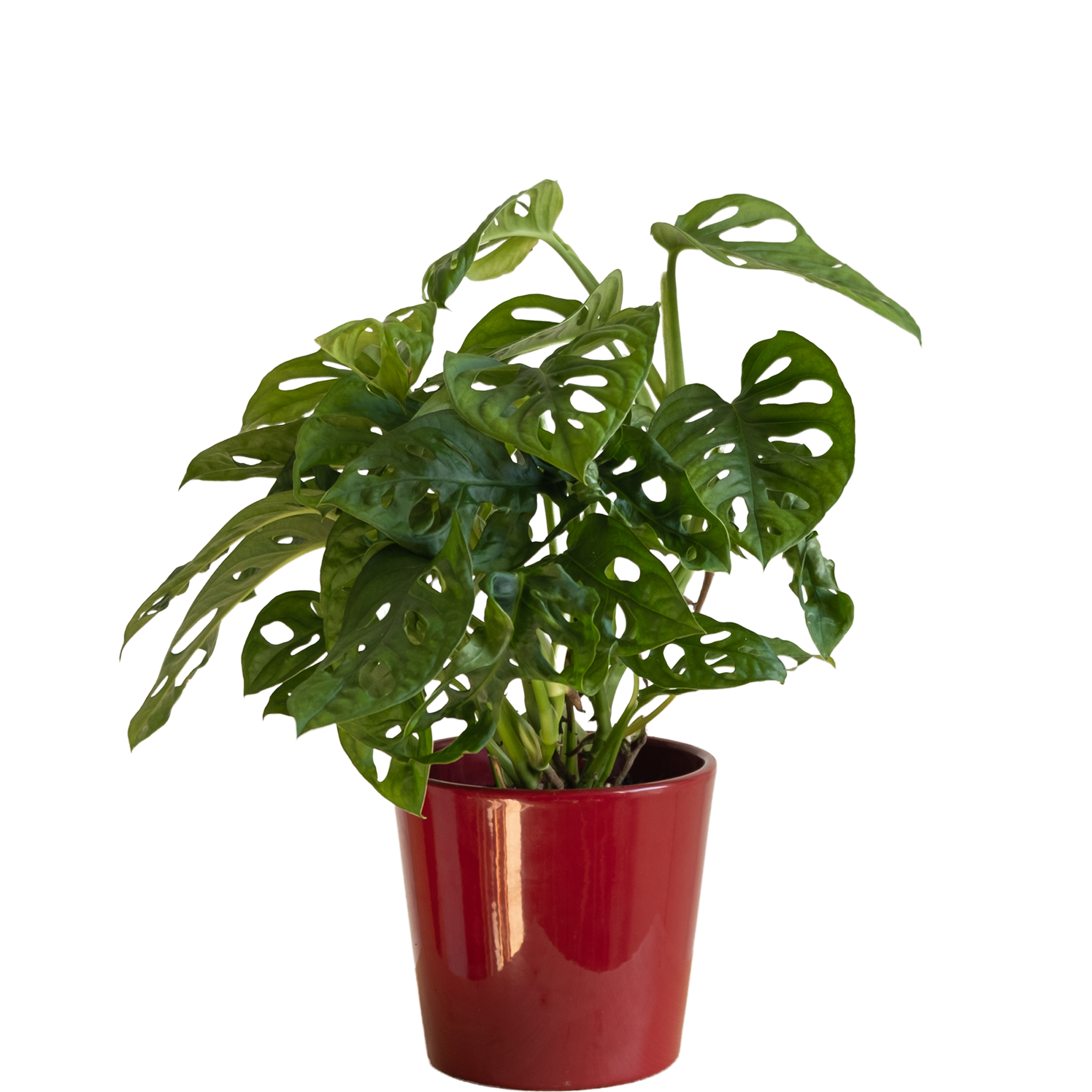 Monstera Adansonii: imagen 1