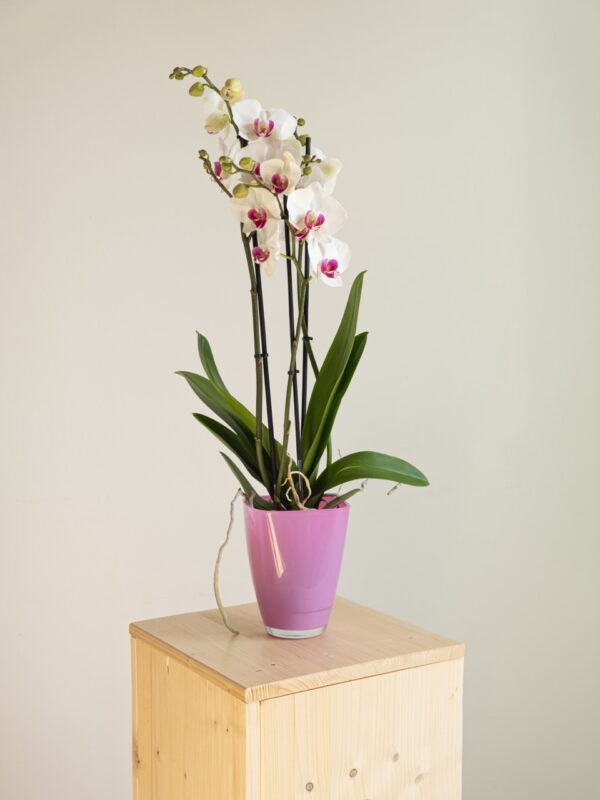 Orquídea Phalaenopsis