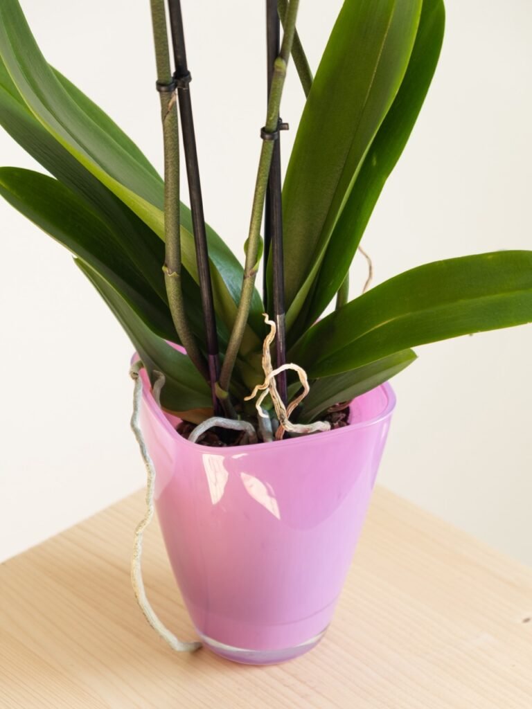 Orquídea Phalaenopsis