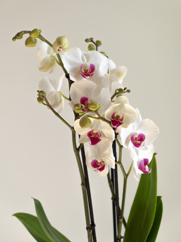 Orquídea Phalaenopsis