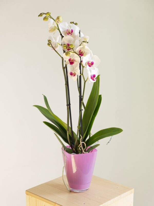 Orquídea Phalaenopsis