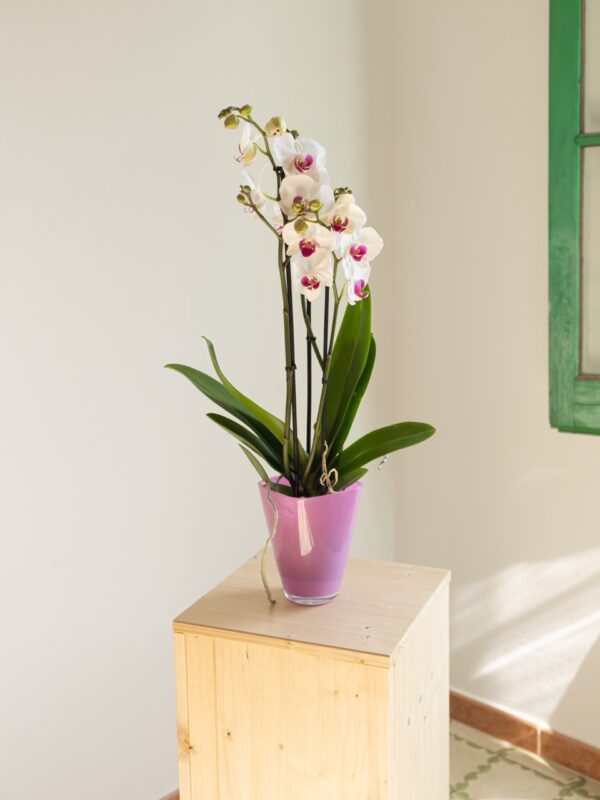 Orquídea Phalaenopsis