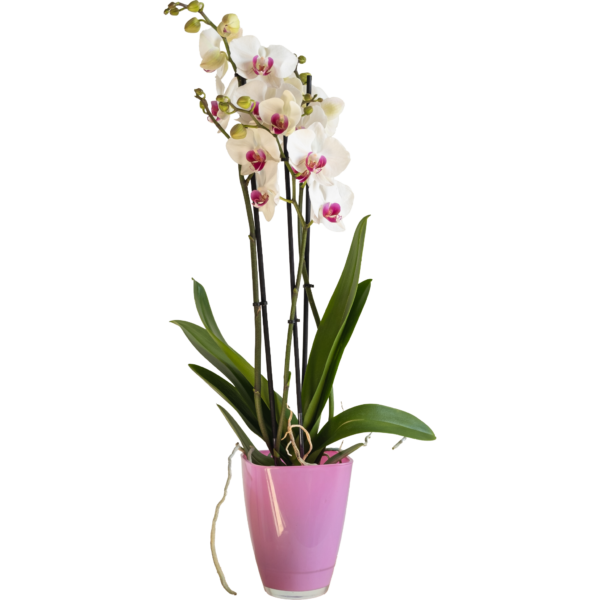 Orquídea Phalaenopsis
