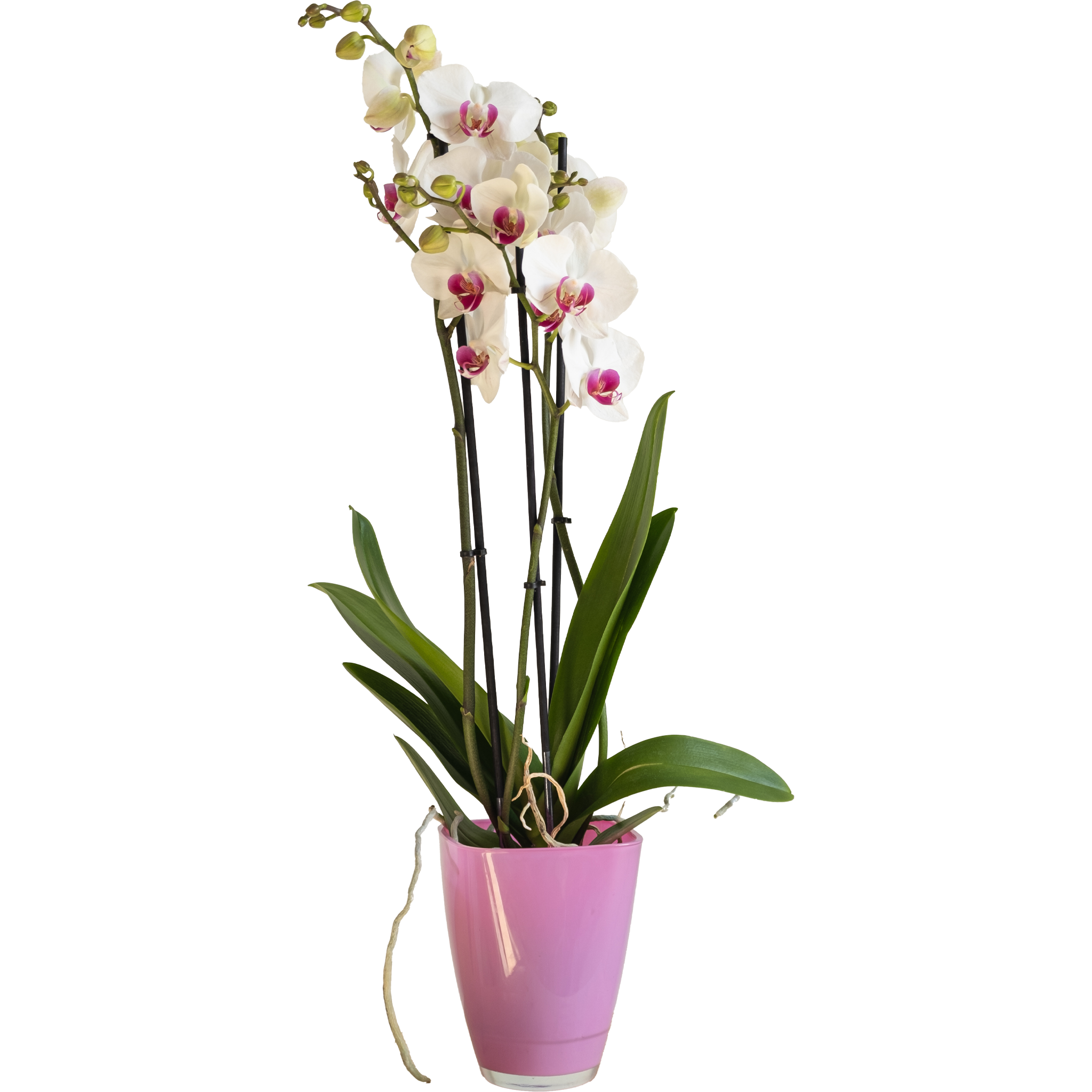 Orquídea Phalaenopsis: imagen 1