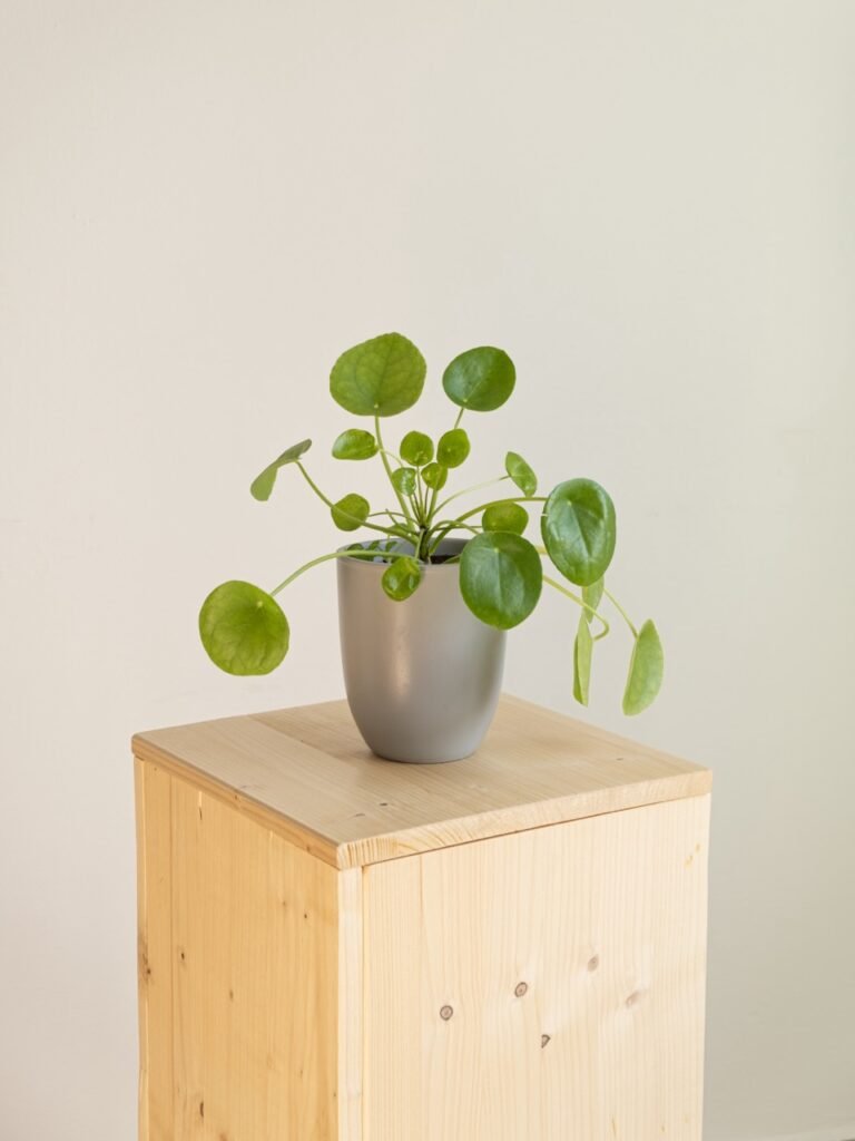 Pilea Peperemoides