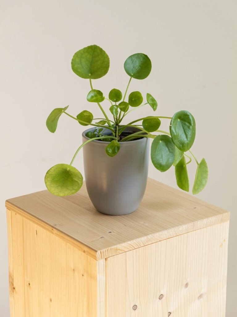 Pilea Peperemoides