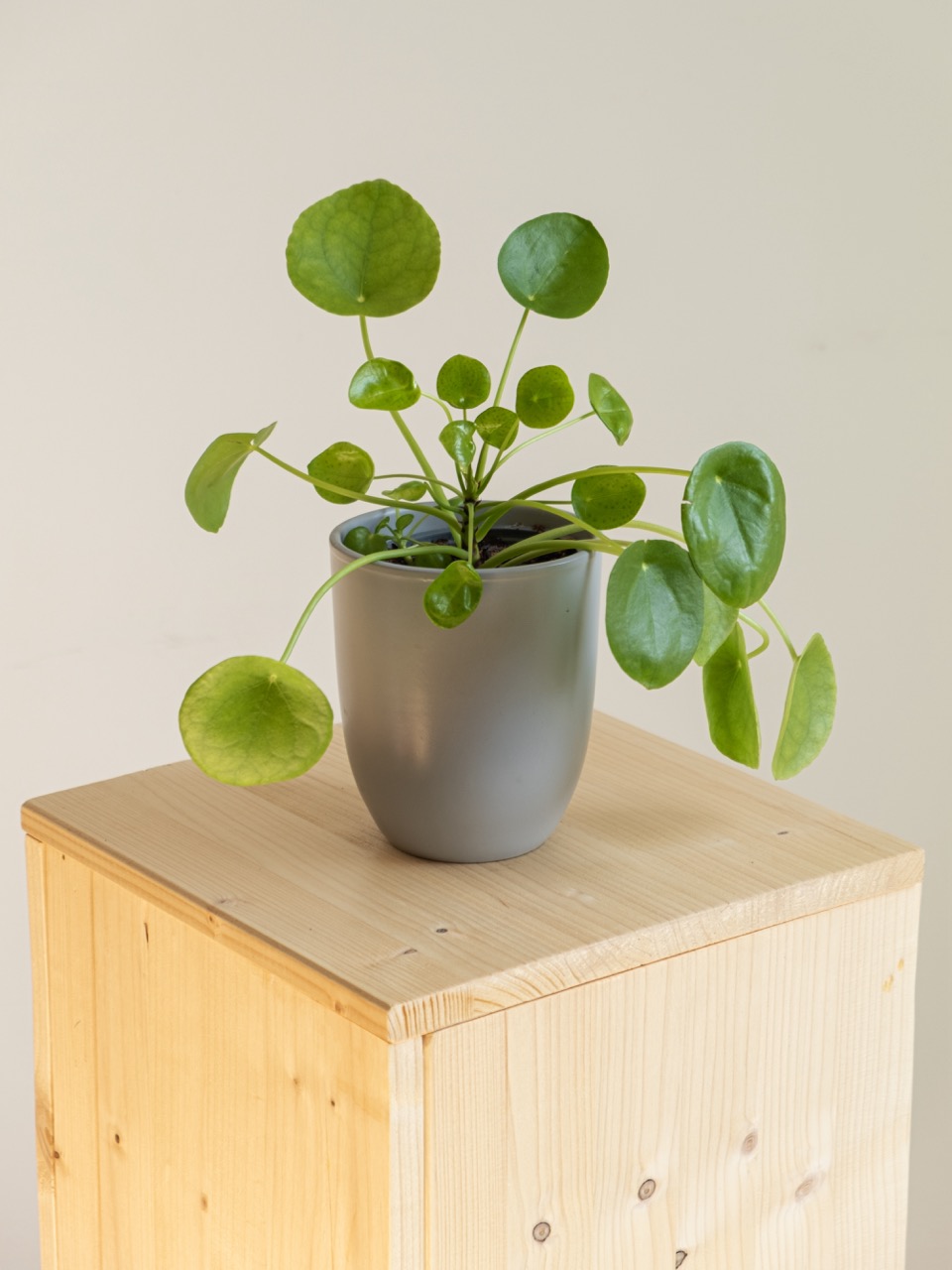 Pilea Peperemoides: imagen 4